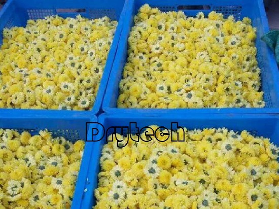 Drying chrysanthemum flowers