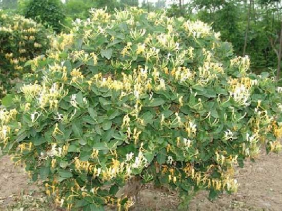 Drying Honeysuckle flowers